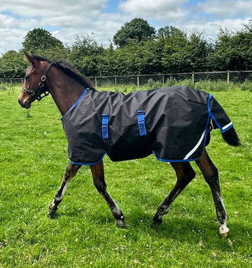 Horseware Ireland Amigo Ripstop 900D Foal Turnout - Black/Classic Blue (200g)